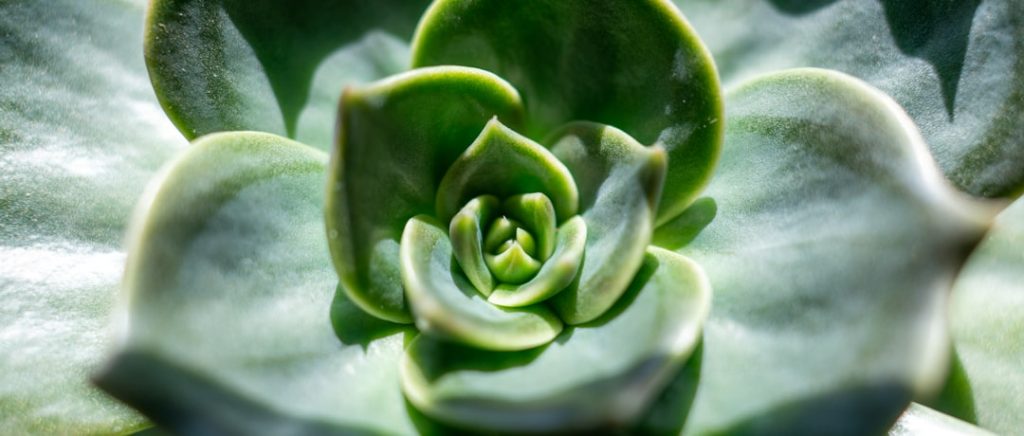 Photo Jade plant