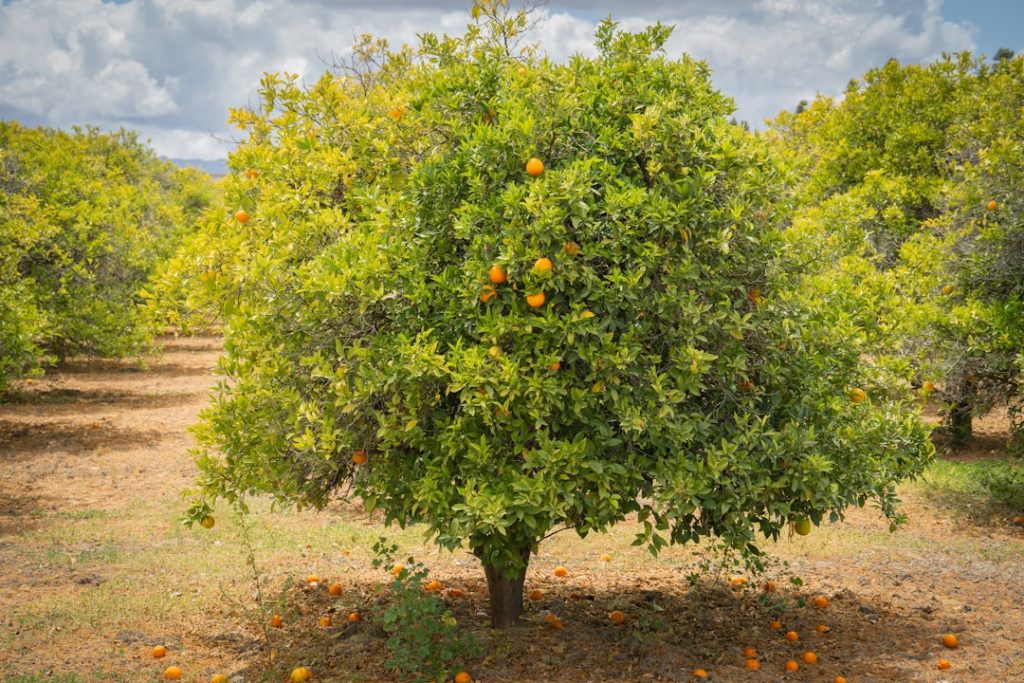 Photo Orange tree