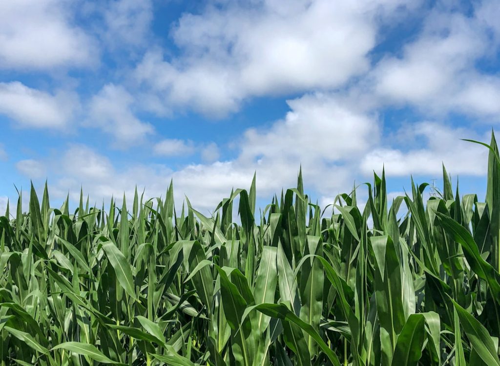 Photo Sweet corn field