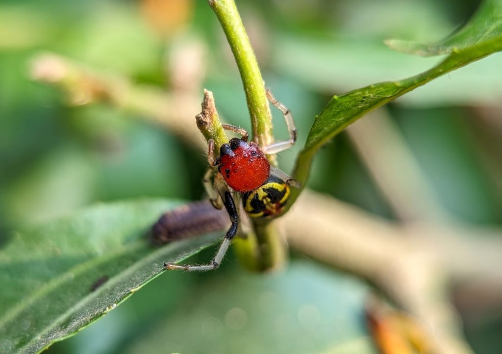 Photo Insect close-up