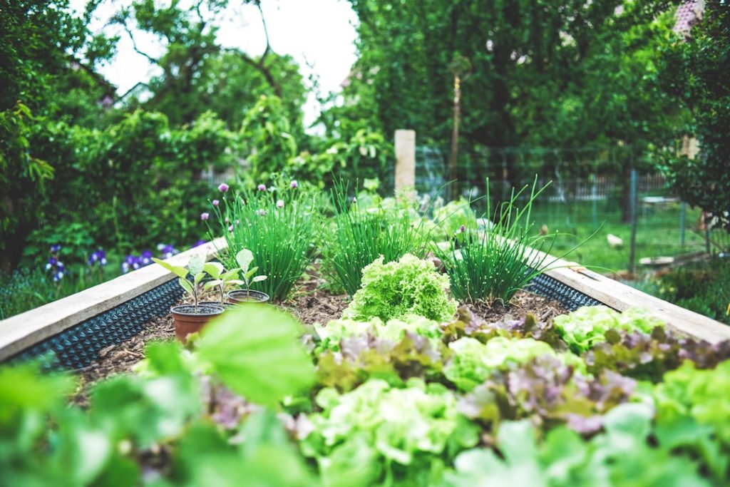 Photo Garden bed