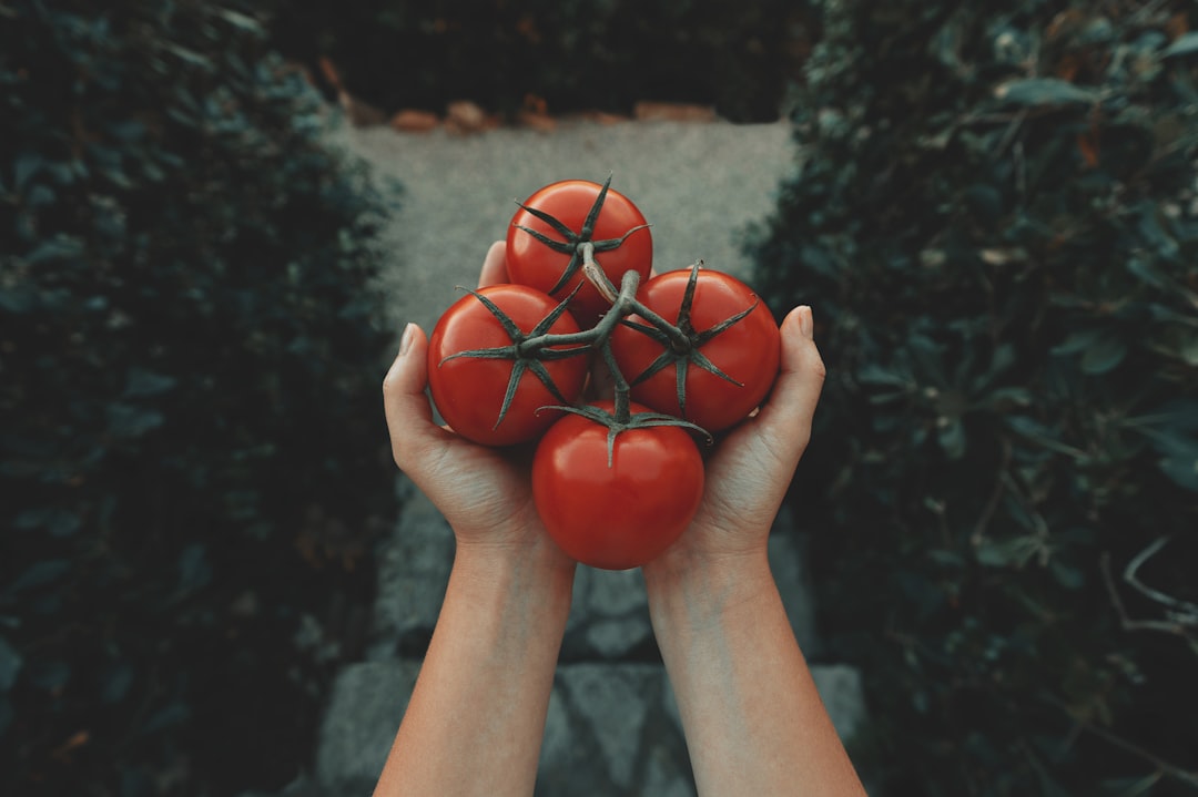 Photo Tomato plant