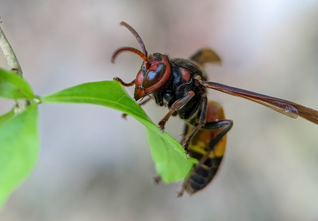 Photo Insect close-up