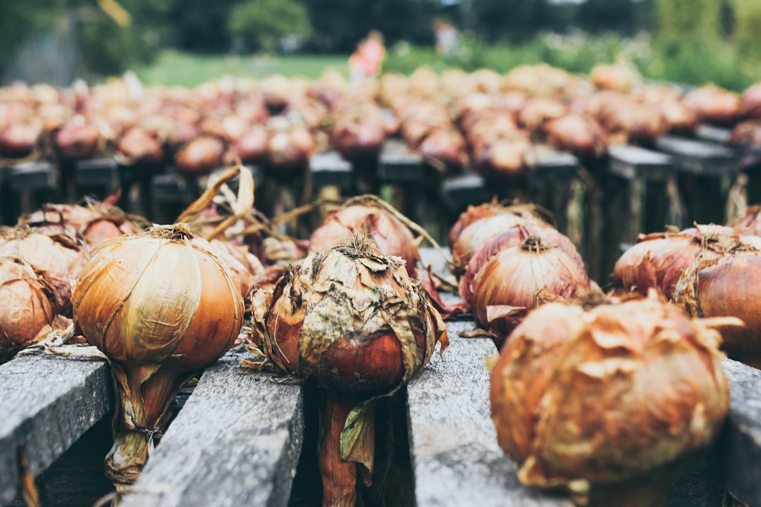 Photo Onion plant