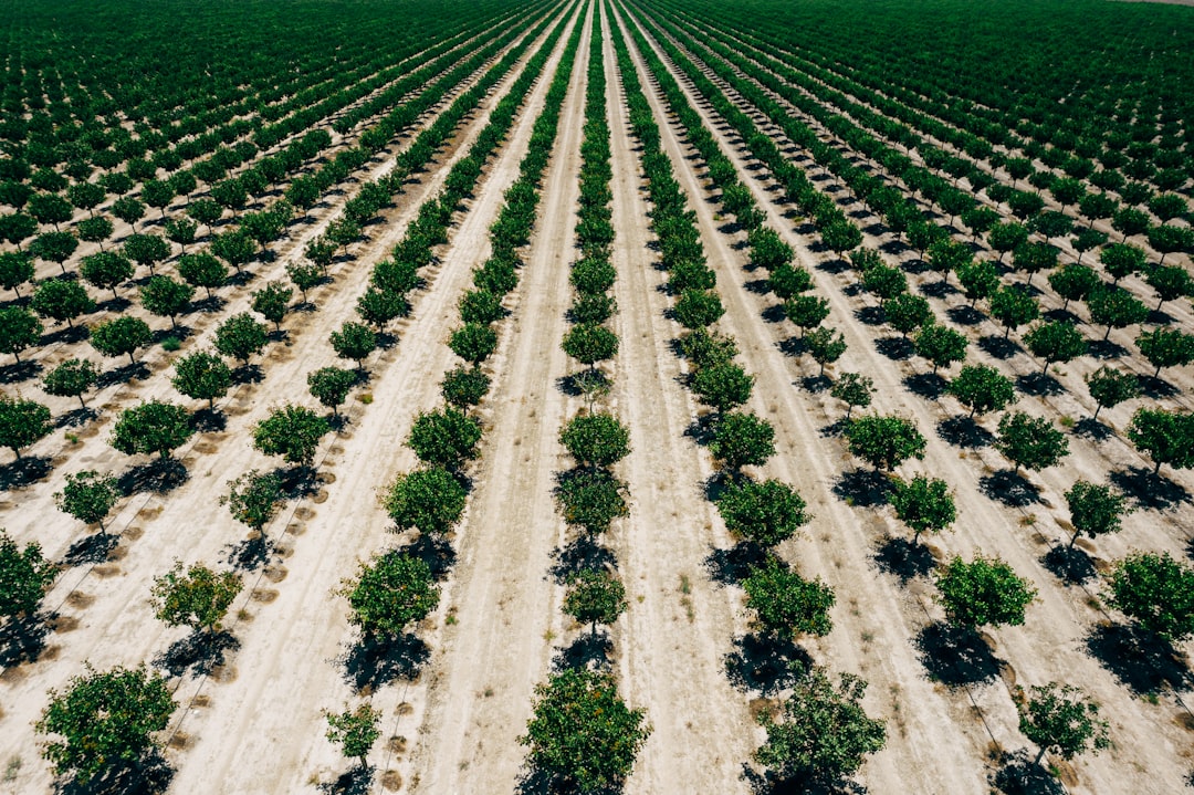 Photo Oranges, soil