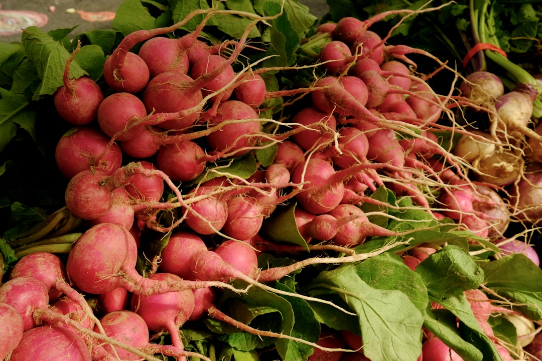 Photo Radish plant