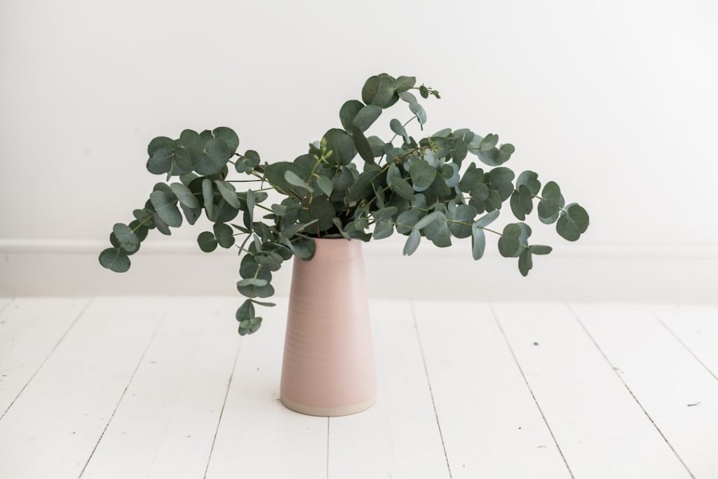 Photo Jade plant