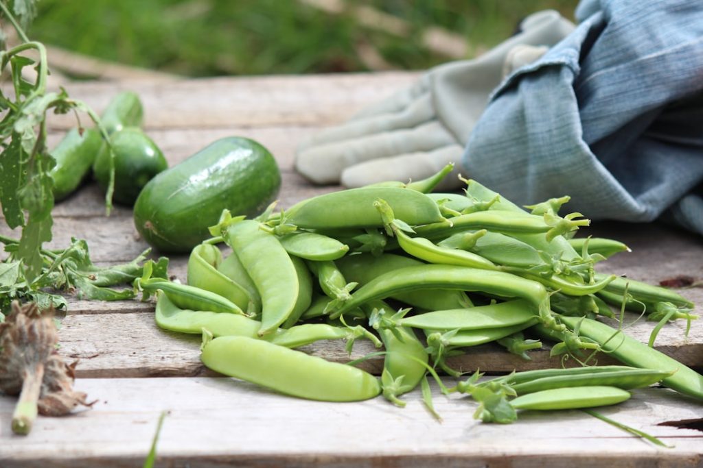 Photo Cucumber harvest