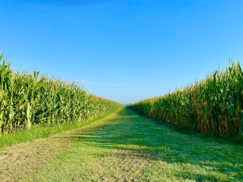 Photo Corn field