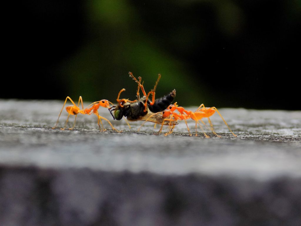 Photo Ant bait