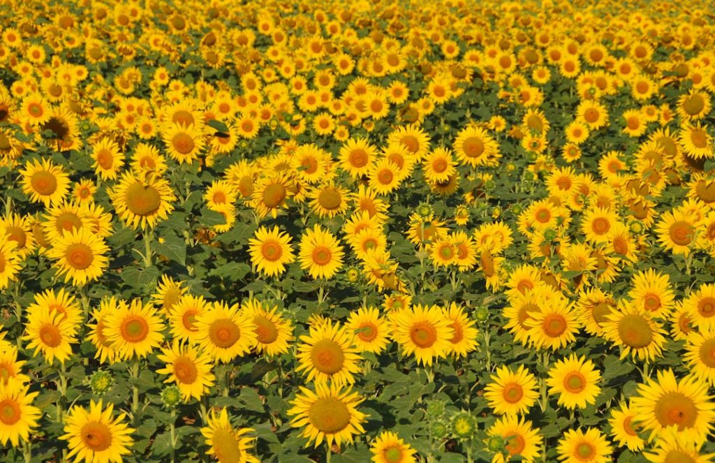 Photo Sunflower, seeds