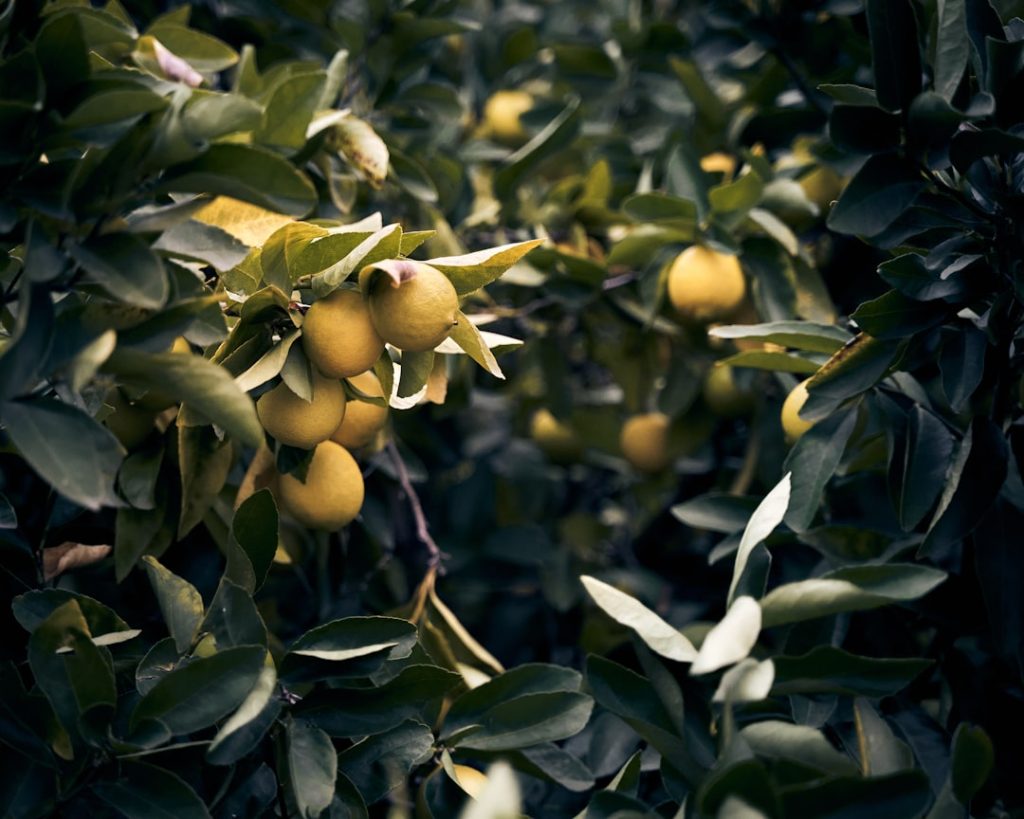 Photo Lemon tree