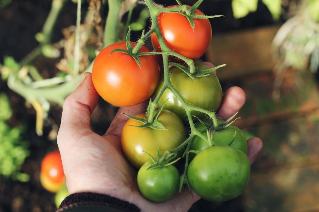 Photo Tomato plant