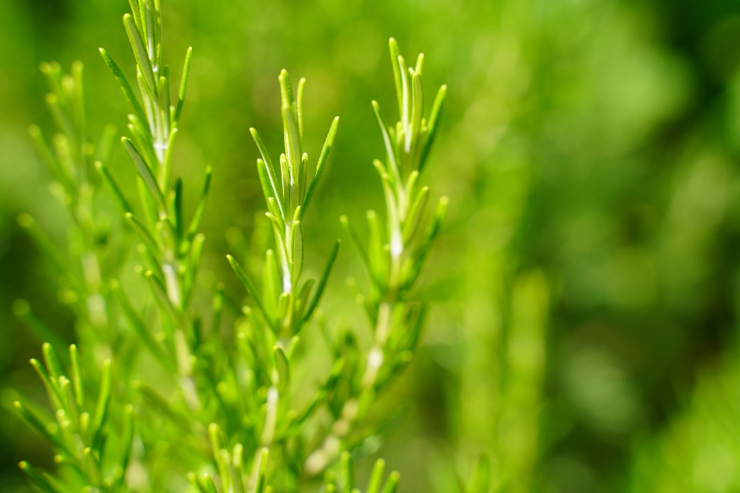 Photo Thyme plant