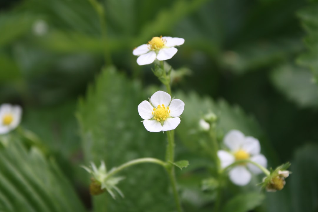 Photo Strawberry plants