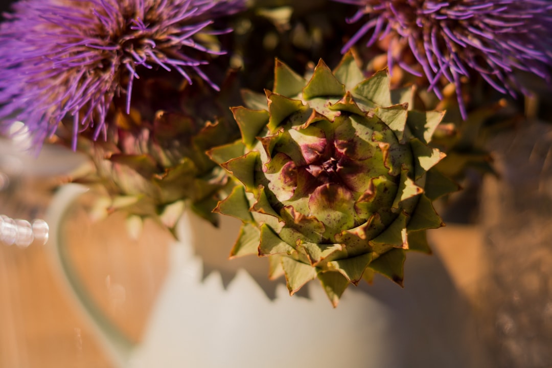 Photo Artichokes, Garden