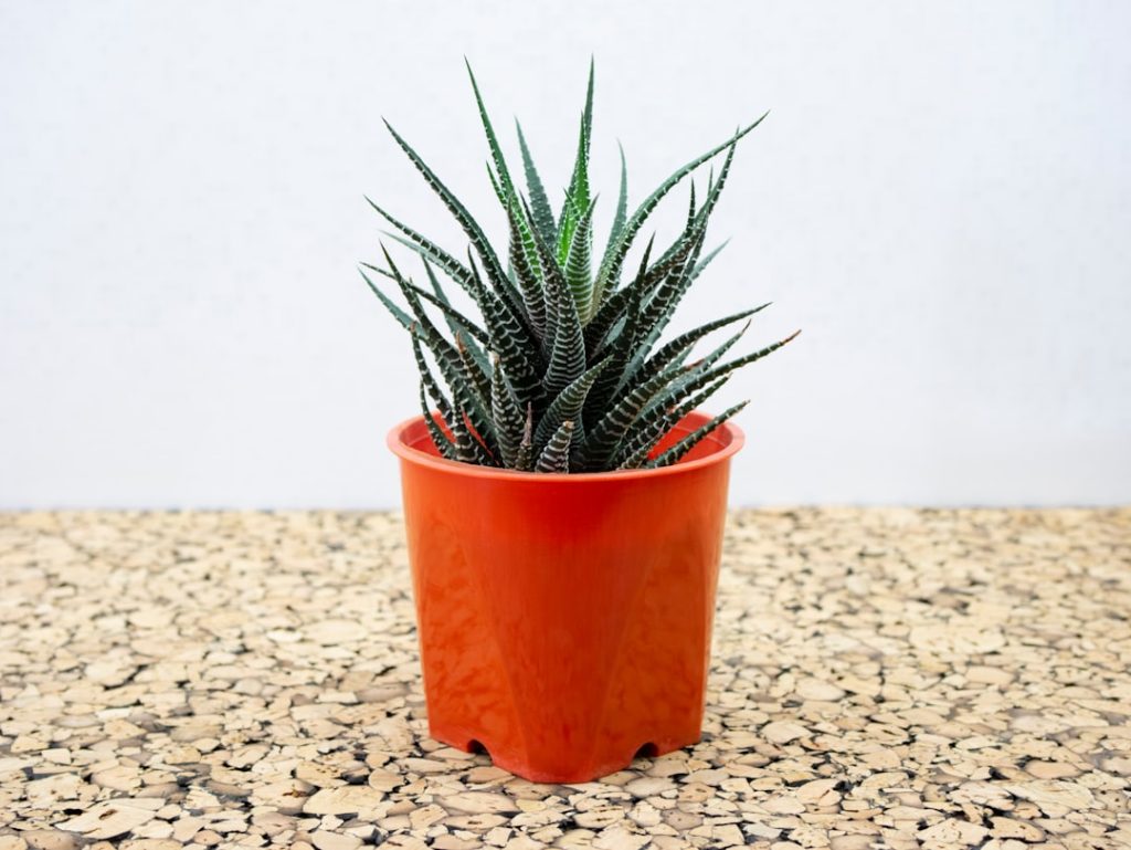 Photo Aloe plant: succulent