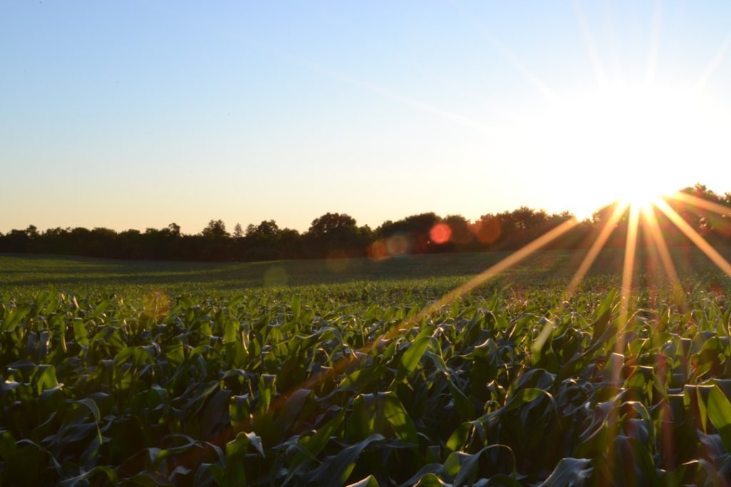 Photo Corn field