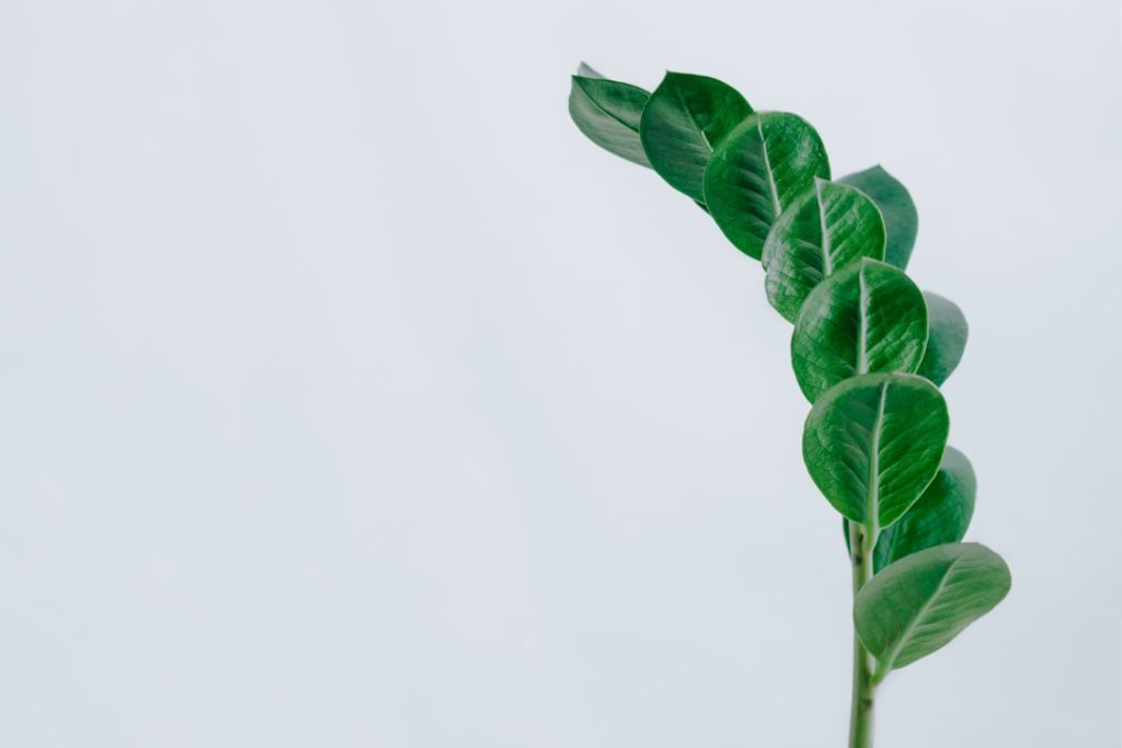 Photo Sage plant