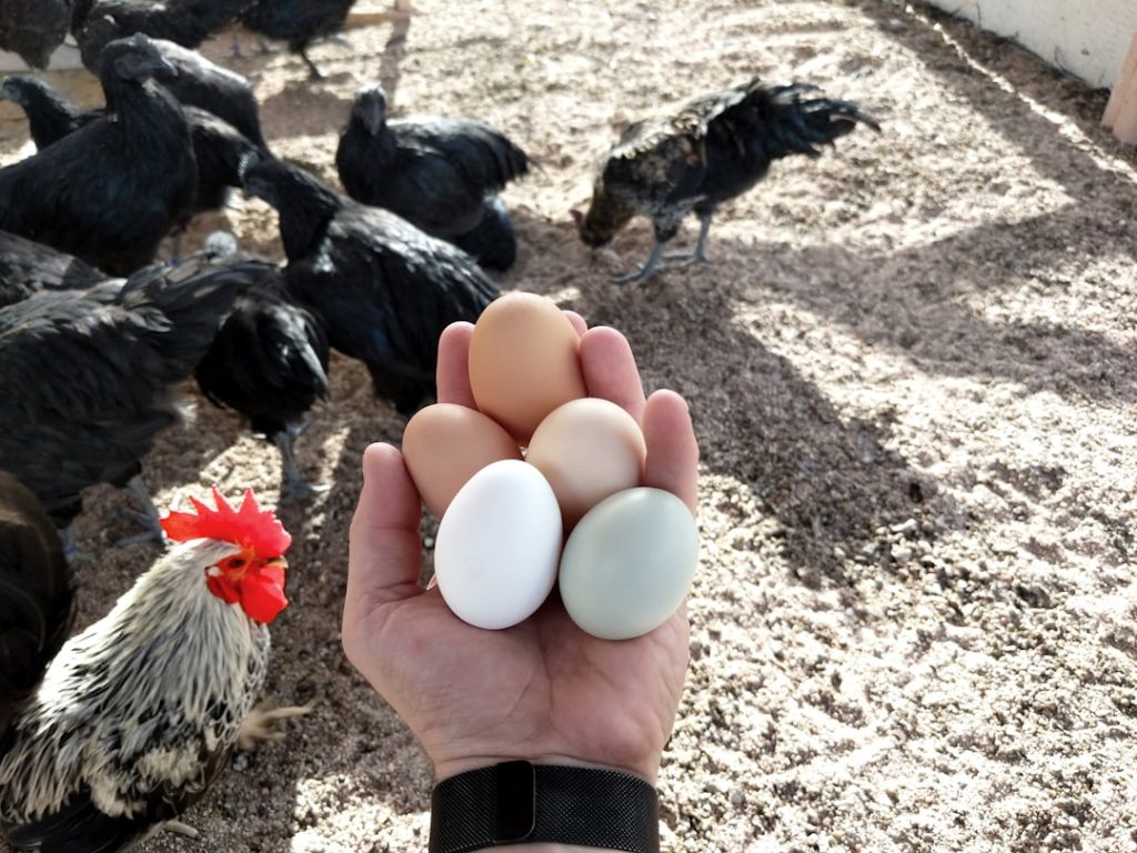 Photo Chicken egg