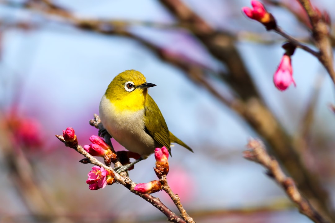 Photo Bird repellent