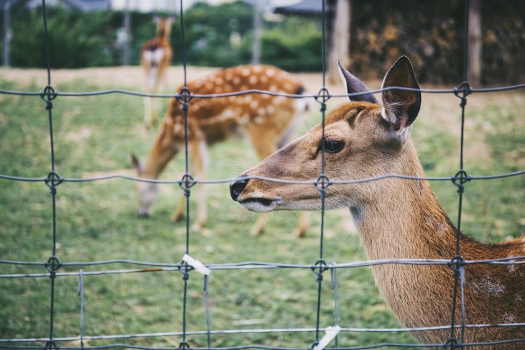 Photo Fence, Deer