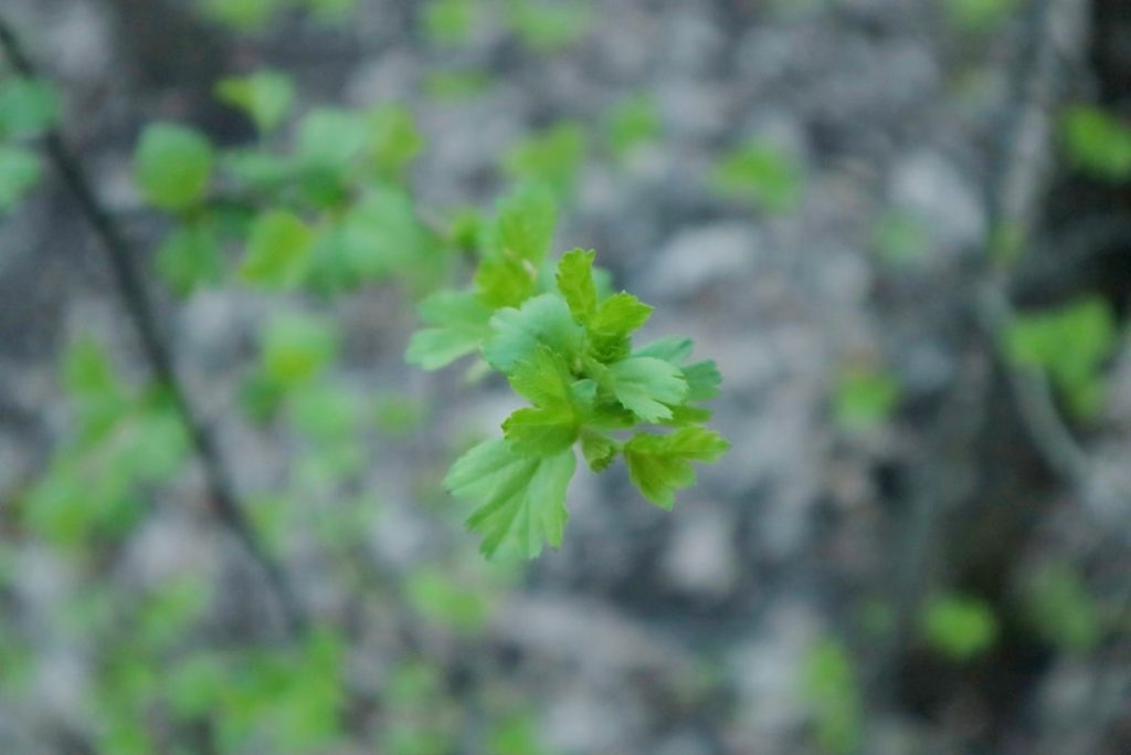 Photo Image: Parsley Plant