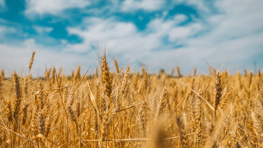 Photo Corn field