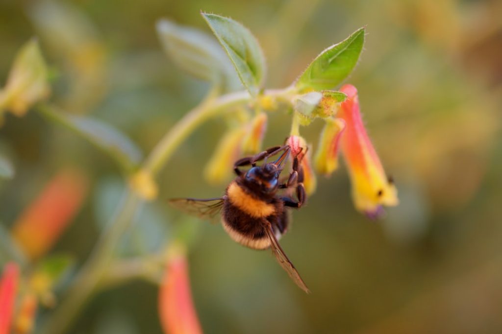 Photo Bees drinking