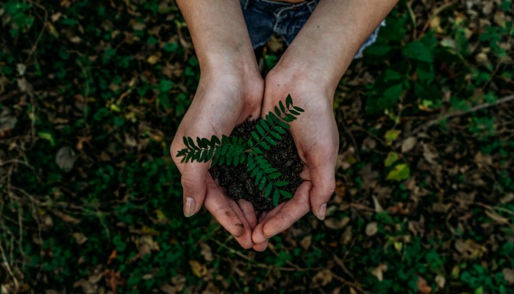 Photo Image: Planting Zone