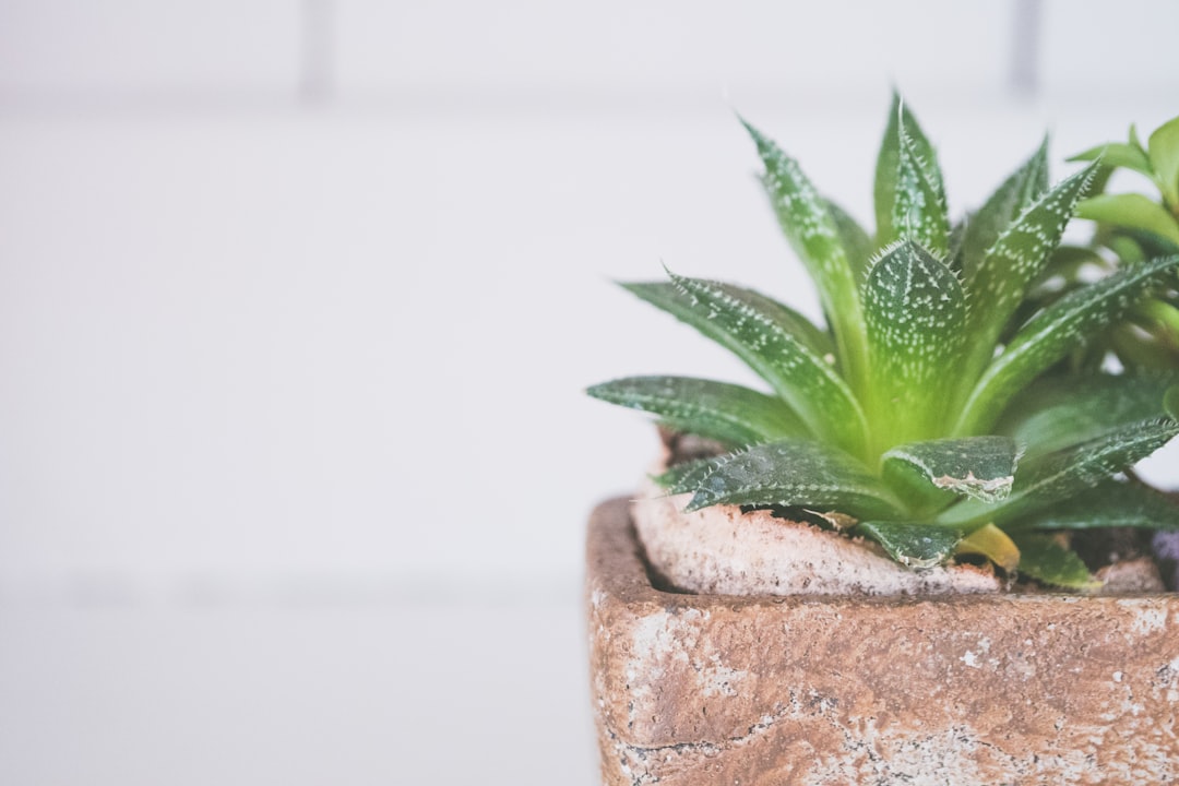 Photo Aloe cutting