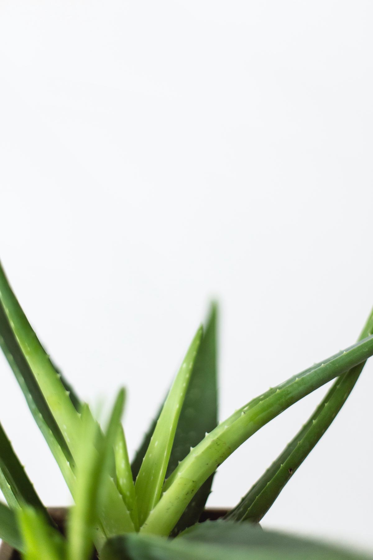 A vibrant image of a healthy Aloe Vera plant