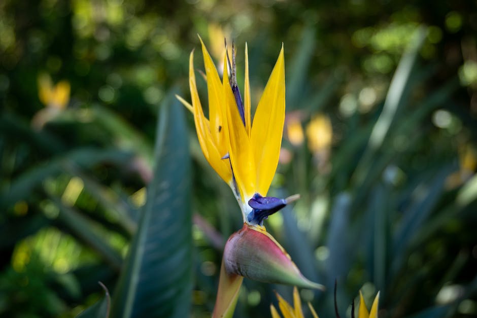 A vibrant Bird of Paradise flower with orange and purple petals, resembling a bird in flight