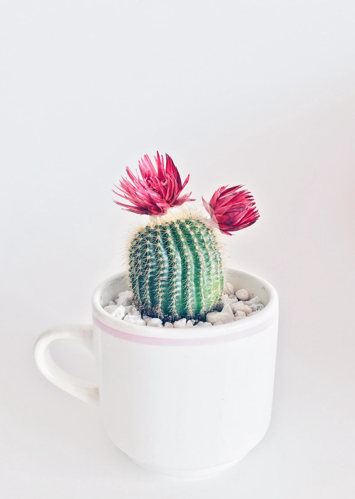 Image of a vibrant Christmas Cactus with dashes instead of spaces