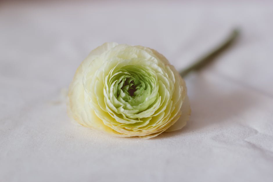 Close-up photo of a yellow Creeping Buttercup flower with dashes instead of spaces