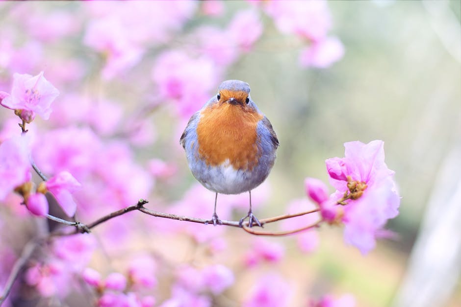 A serene garden with colorful flowers and no visible cats