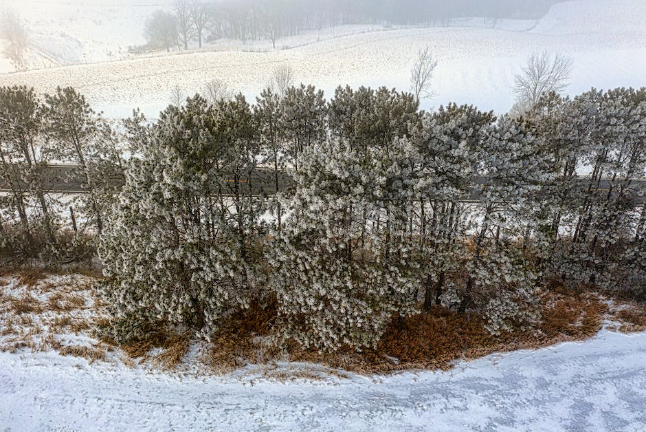 A beautiful image of the diverse plant species thriving in the Minnesota landscape