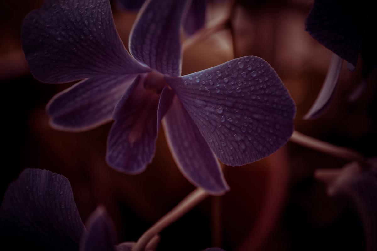 A close-up image of vibrant African violets with purple and pink flowers.