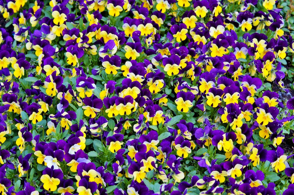 Image of vibrant blooming African violets