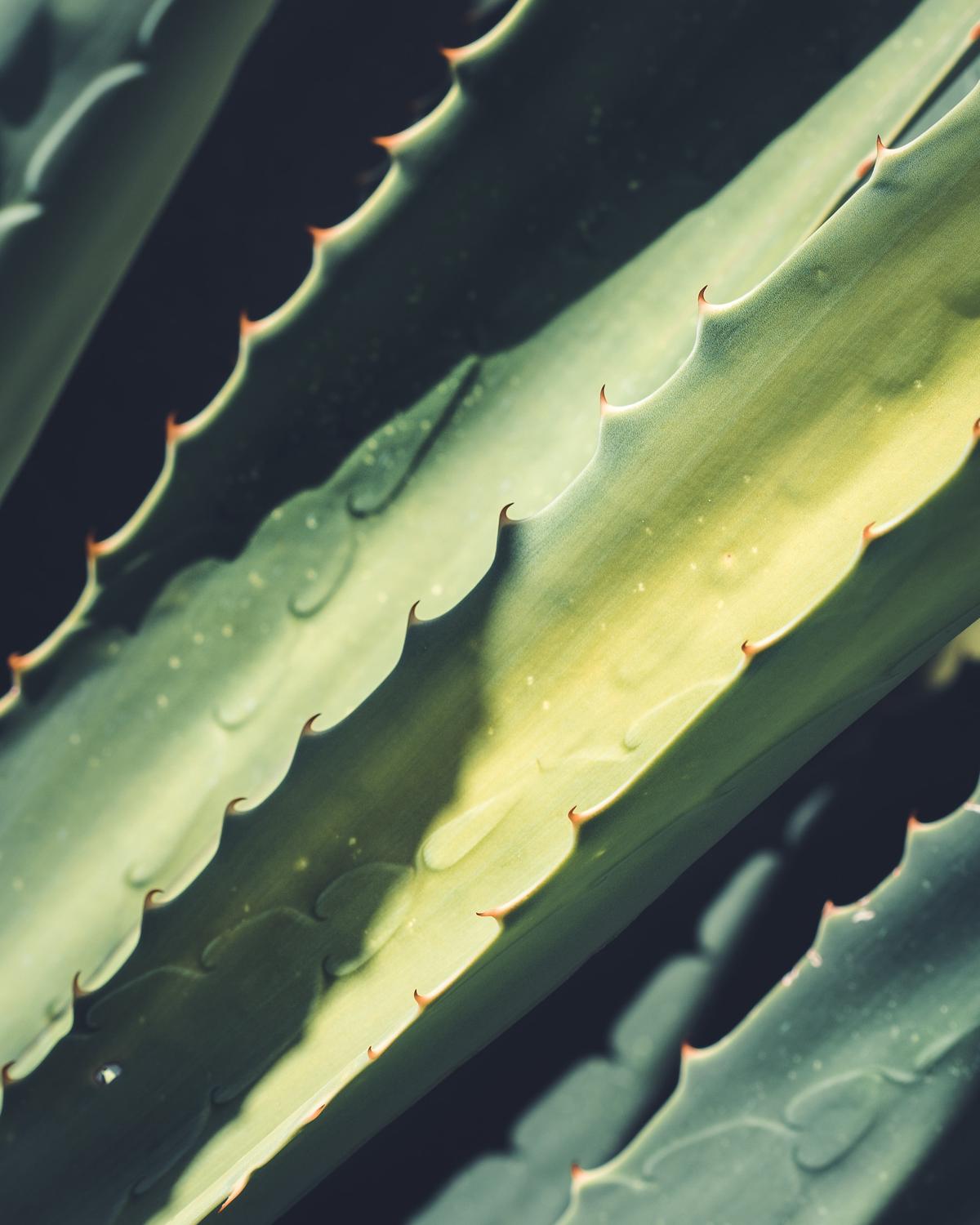 Aloe Vera plant with green, spiky leaves and a thick gel-filled center.