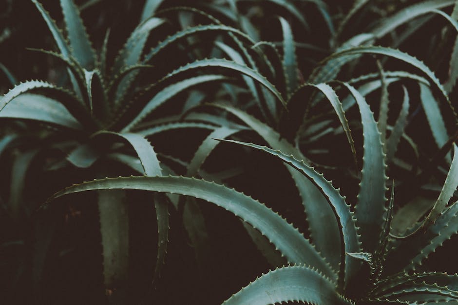 Aloe Vera plant with healthy green leaves growing in a pot