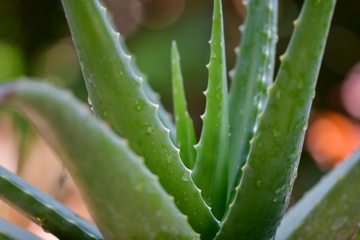 A vibrant and healthy Aloe Vera plant with lush green leaves, indicating good health.