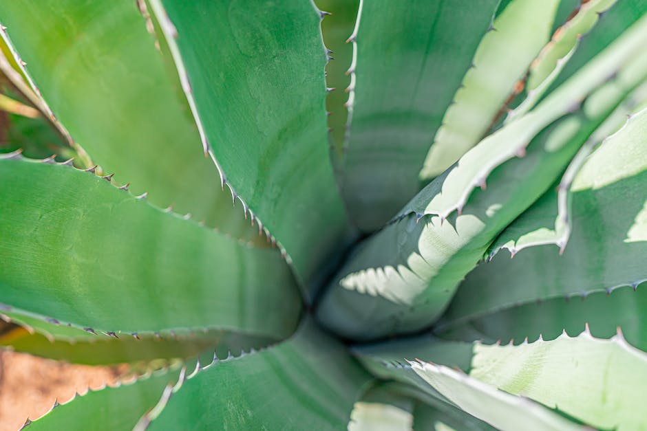 Image of a person pruning and repotting an Aloe vera plant