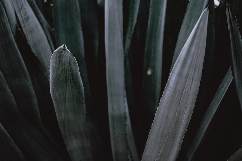 Image of an Aloe Vera plant being watered