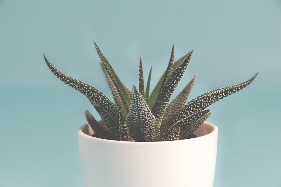Aloe vera plant with healthy green leaves in a pot