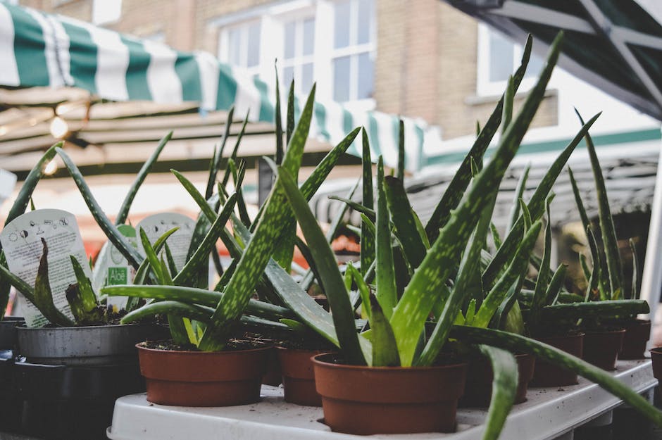 A vibrant and healthy Aloe Vera plant, showcasing its vibrant green hue and firm leaves.