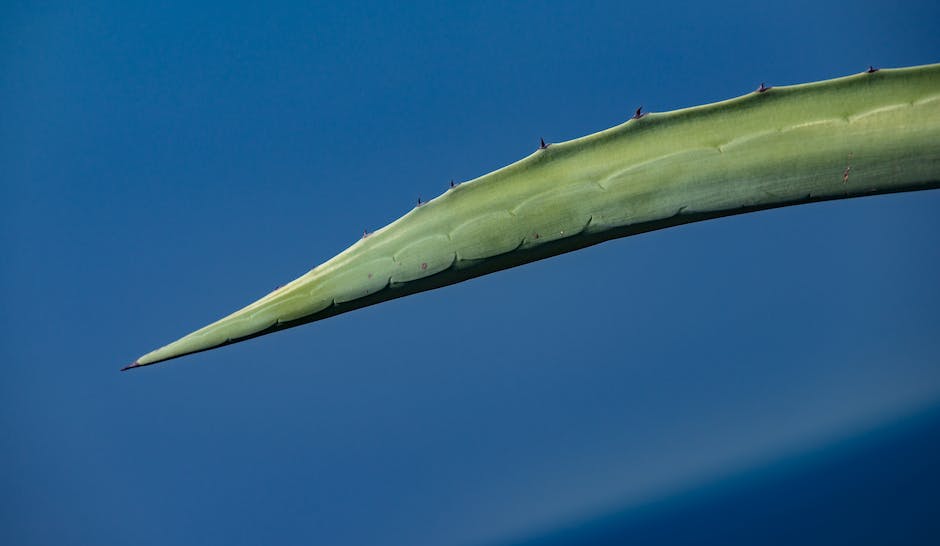 A close-up image of a green Aloe Vera leaf with jagged edges and visible white fibers.