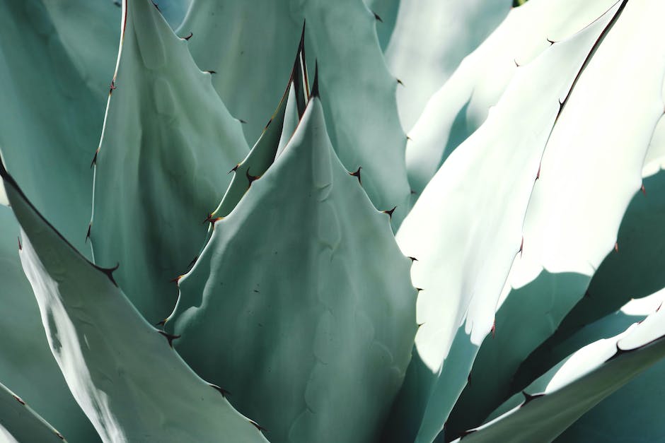 A close-up photo of a healthy aloe vera plant with plump green leaves.