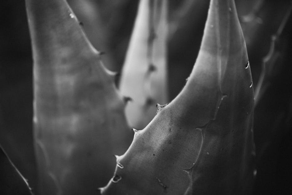 Close-up image of an Aloe Vera leaf with labeled parts, including the leaves, latex, gel, flowers, and roots.