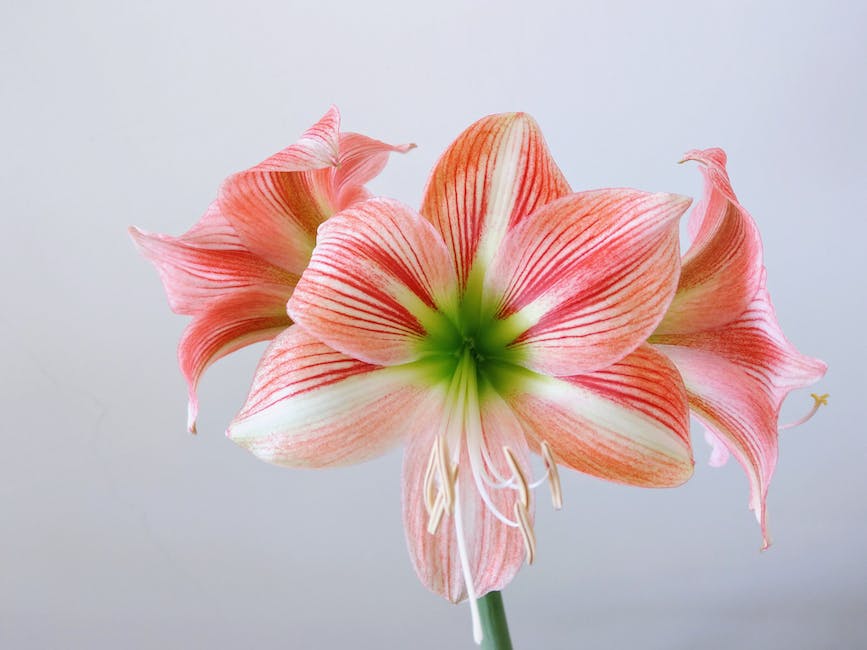 Illustration of the amaryllis life cycle, showing stages from stalk and blooming flowers to leaves and dormancy phase.